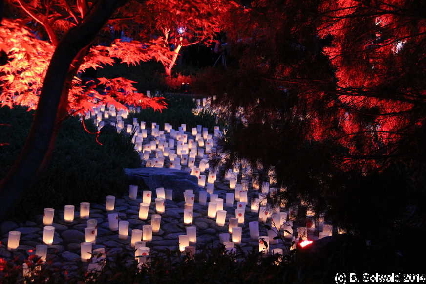NaraCandleFestival20141025 194627