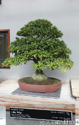 NationalArboretum20140525 112004