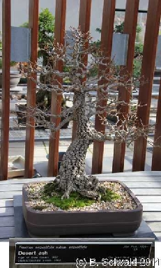 NationalArboretum20140525 112058