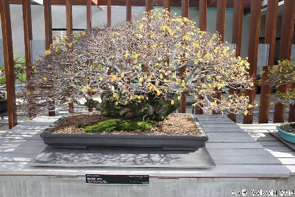 NationalArboretum20140525 112231