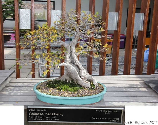 NationalArboretum20140525 112238