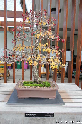 NationalArboretum20140525 112321