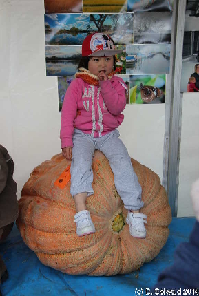 PumpkinFestival20140504 121715