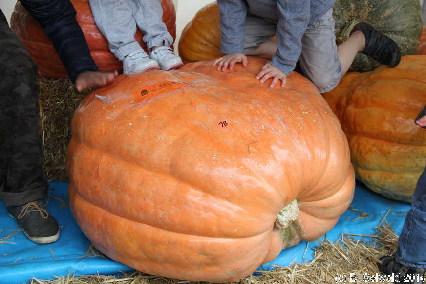PumpkinFestival20140504 122218
