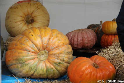 PumpkinFestival20140504 144016