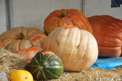 PumpkinFestival20140504 144029