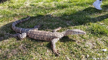 ReptileShowANU20150818 135049