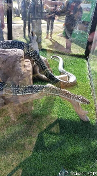 ReptileShowANU20150818 135722
