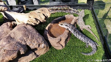 ReptileShowANU20150818 135804