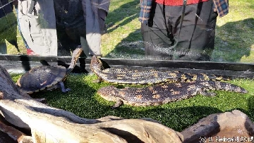 ReptileShowANU20150818 135859