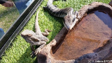 ReptileShowANU20150818 135939