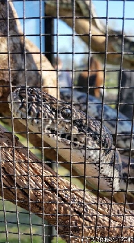 ReptileShowANU20150818 140045