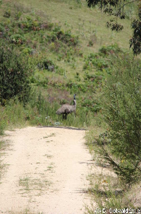 Tidbinbilla20151129 121349