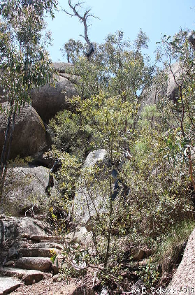 Tidbinbilla20151129 125145