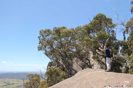 Tidbinbilla20151129 130056