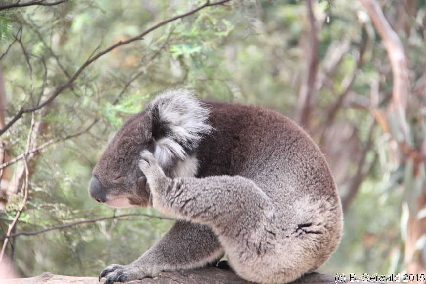 Tidbinbilla20151129 152009
