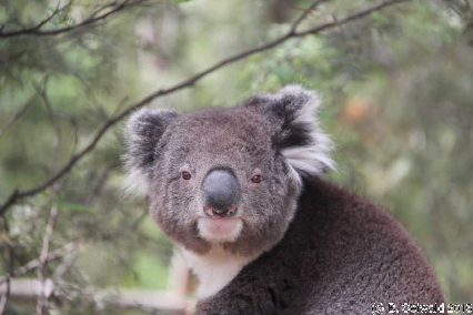 Tidbinbilla20151129 152034