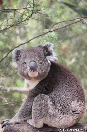 Tidbinbilla20151129 152038