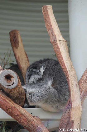 Tidbinbilla20151129 152102