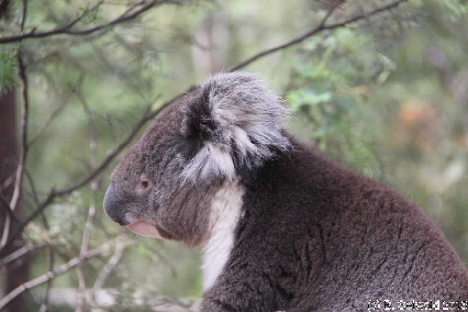 Tidbinbilla20151129 152135