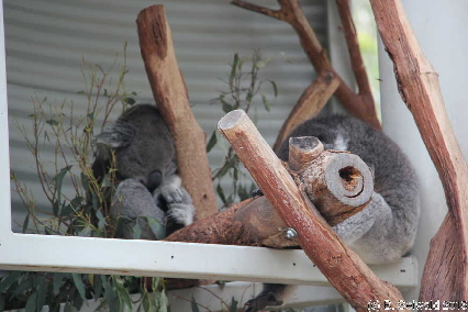 Tidbinbilla20151129 152246