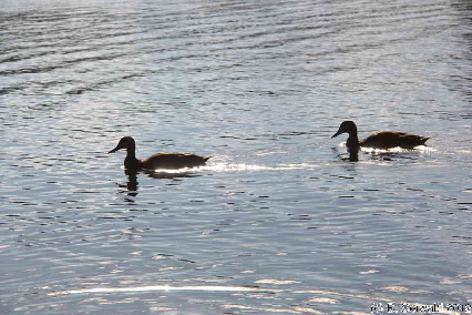 WESTONPARK20120218 180227