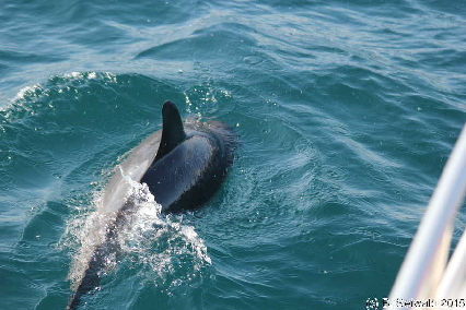 WhaleWatching20150905 092527