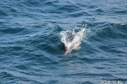 WhaleWatching20150905 092845