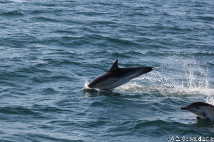 WhaleWatching20150905 093343