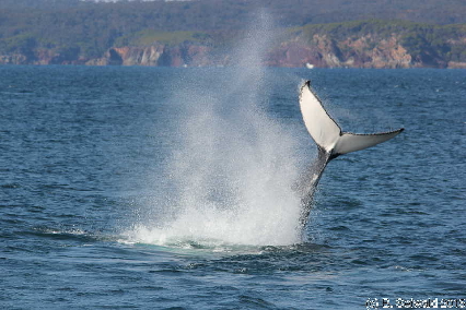 WhaleWatching20150905 093739