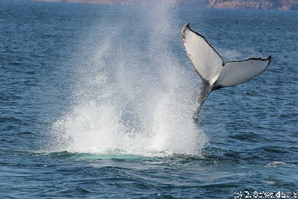 WhaleWatching20150905 093810