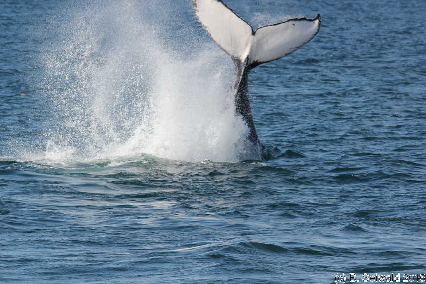 WhaleWatching20150905 093853