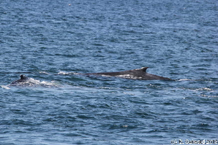 WhaleWatching20150905 093920