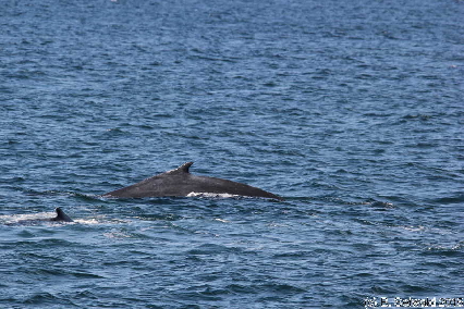 WhaleWatching20150905 093922