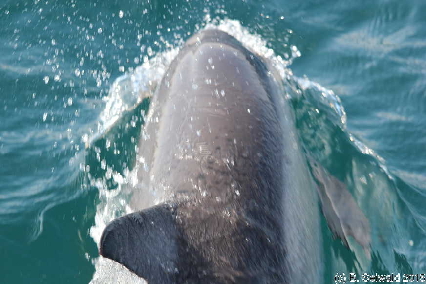 WhaleWatching20150905 094411