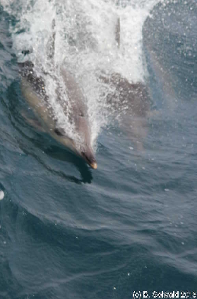 WhaleWatching20150905 100007