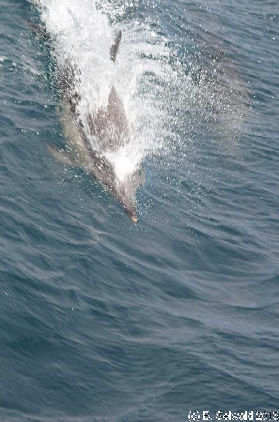 WhaleWatching20150905 100022