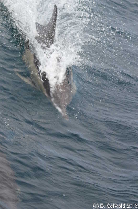 WhaleWatching20150905 100058