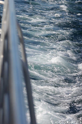 WhaleWatching20150905 103557