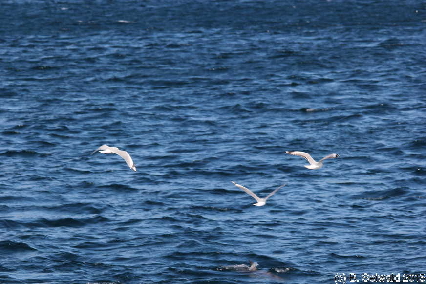 WhaleWatching20150905 104045
