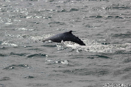 WhaleWatching20150905 110554
