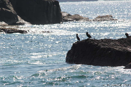 WhaleWatching20150905 112149