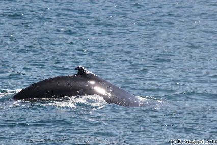 WhaleWatching20150905 114258