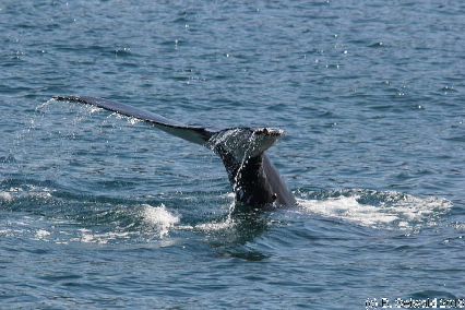 WhaleWatching20150905 114259
