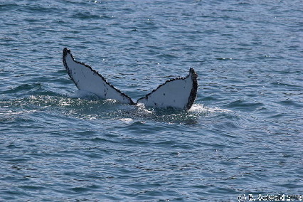 WhaleWatching20150905 114300