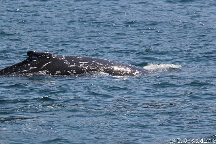 WhaleWatching20150905 114306