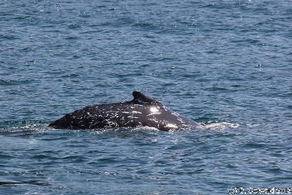 WhaleWatching20150905 114307