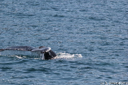 WhaleWatching20150905 114309