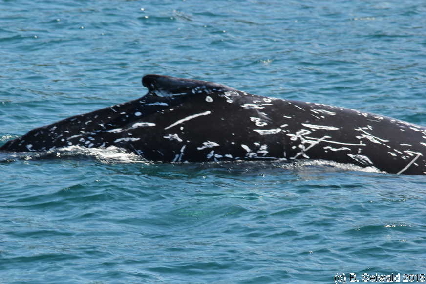 WhaleWatching20150905 114512