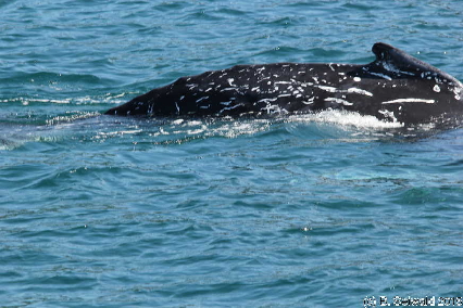 WhaleWatching20150905 114513